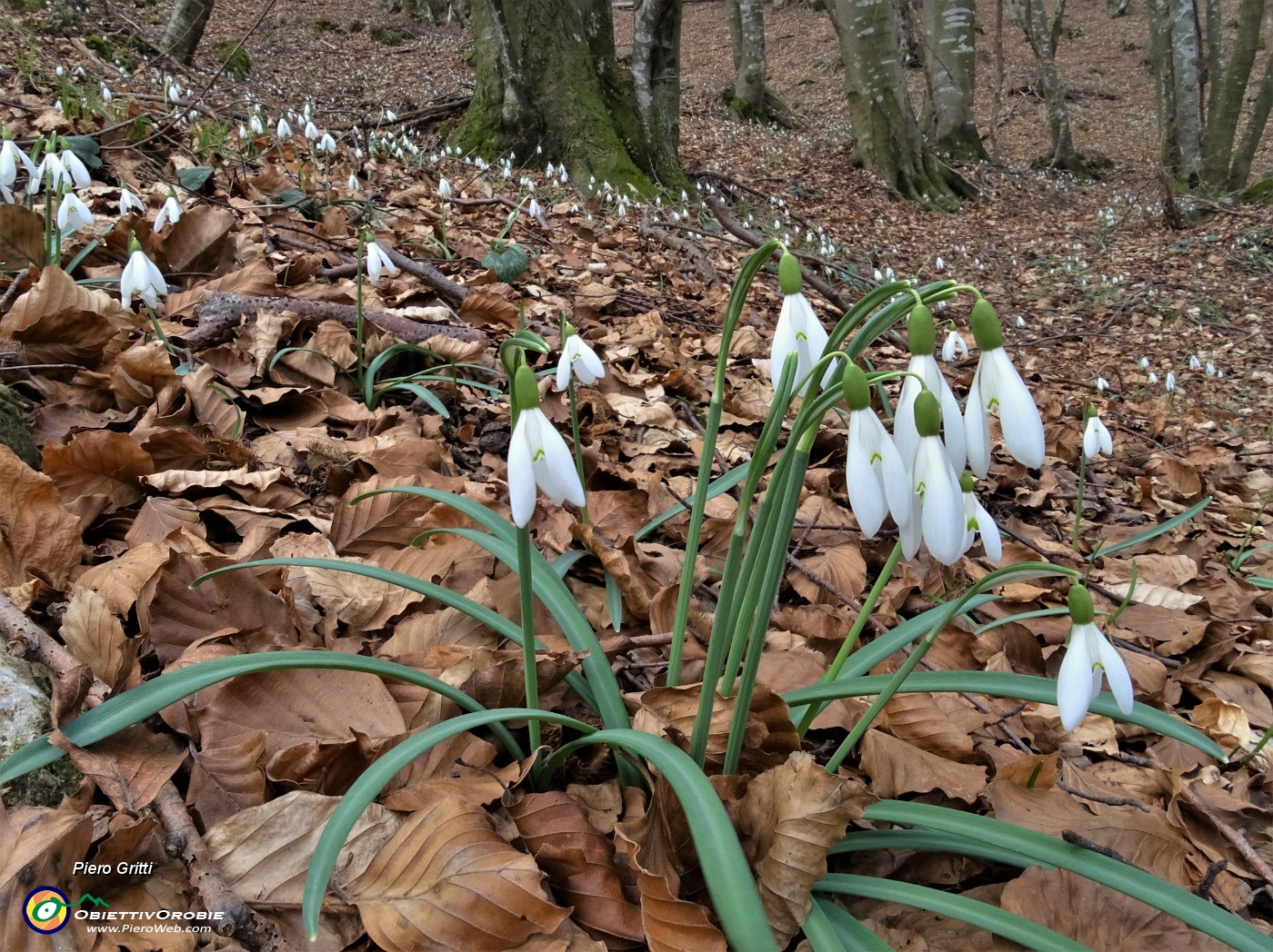 49 Bianche distese di bucanevi (Galanthus nivalis).JPG